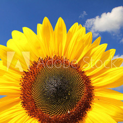 leuchtende Sonnenblume vor blauem Himmel