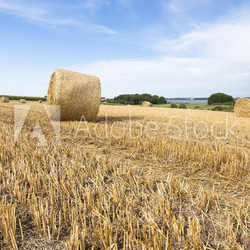 Abgeerntetes Getreidefeld in der Uckermark
