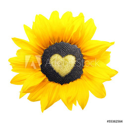Sunflower plant with heart from seed isolated on white