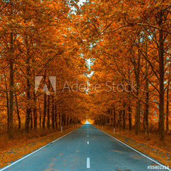 autumnal alley