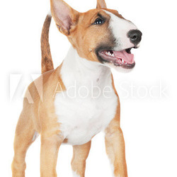 adorable miniature bull terrier puppy