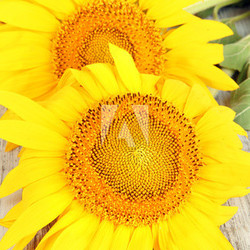Sunflowers on wooden background