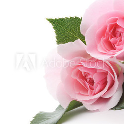 Pink Roses