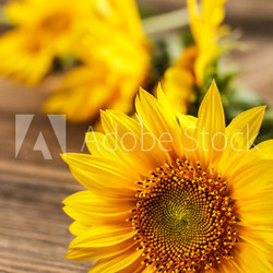 Closeup of sunflower