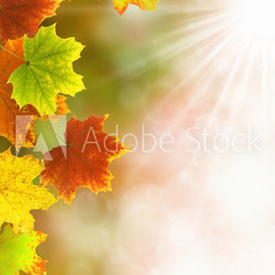 Herbst 37