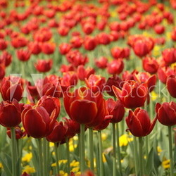 Tulpenwiese