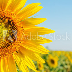 sunflower closeup on field