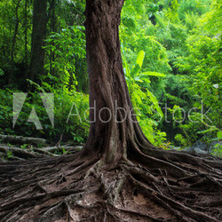 Old tree with big roots in green jungle forest
