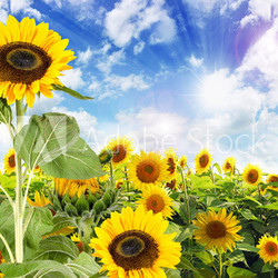Sommer: Sonnenblumenfeld mit blauem Himmel