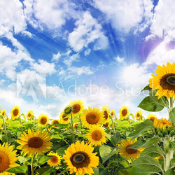 Sommer: Sonnenblumen mit blauem Himmel und Wolken