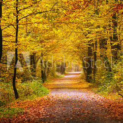 Autumn forest