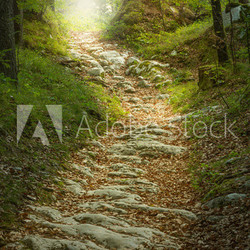 Märchenhafter Steinweg im Wald