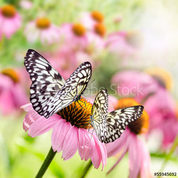 Sonnenhut (echinacea purpurea) mit Schmetterlingen