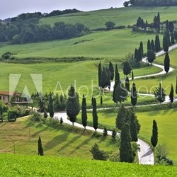 Zypressenkurven - cypress curve 49