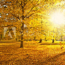 sunny autumn
