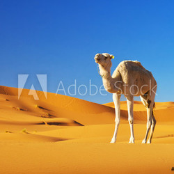Camel in the Sahara desert, Morocco