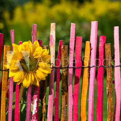 Sonnenblume am Gartenzaun