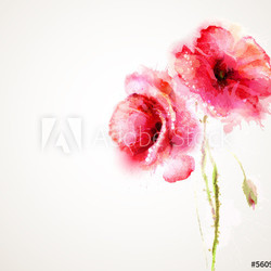 The two flowering red poppies. Greeting-card.