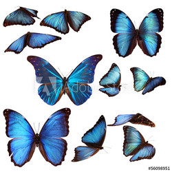 Collection of blue morpho butterflies