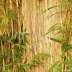 Fresh ornamental bamboo with a bamboo fence