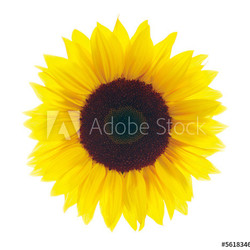 Sonnenblume