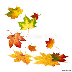 Fallende Herbstblätter auf weiß