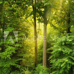 Goldene Sonne leuchtet durch Bäume