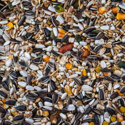 seeds and grain background