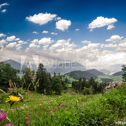 Schweizer Almwiese