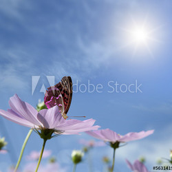 butterfly on a daisy.