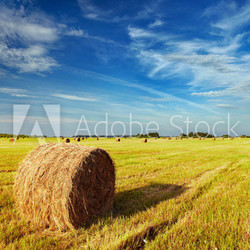 Mown field