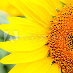 Image of beautiful sunflowers