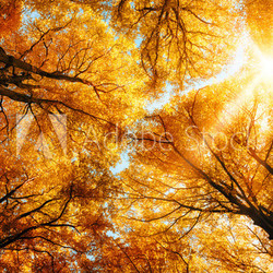 Die Herbstsonne scheint durch Baumkronen