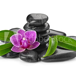 orchid