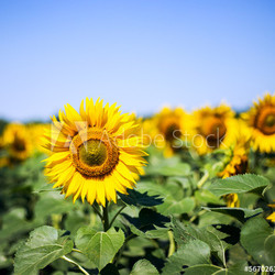 sunflowers