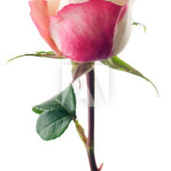 A flower is a rose. Pied colouring.Isolated