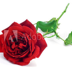 red rose