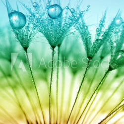 dewy dandelion