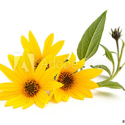 Jerusalem artichoke flowers with leaves.