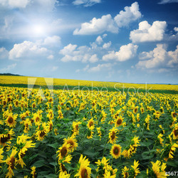 Big field of sunflowers