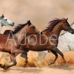 Herd gallops in the sand storm