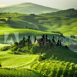 Farm of olive groves and vineyards