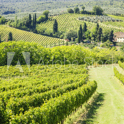 Wine Hill Italy