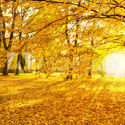herbst