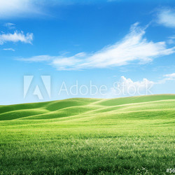 field of grass and perfect sky