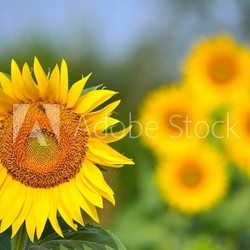girasole primadonna