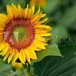 girasole su sfondo verde 2