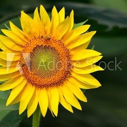 girasole su sfondo verde