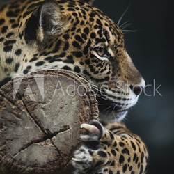 Portrait of leopard