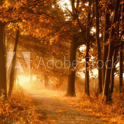Wanderweg in goldener Herbstsonne und Nebel